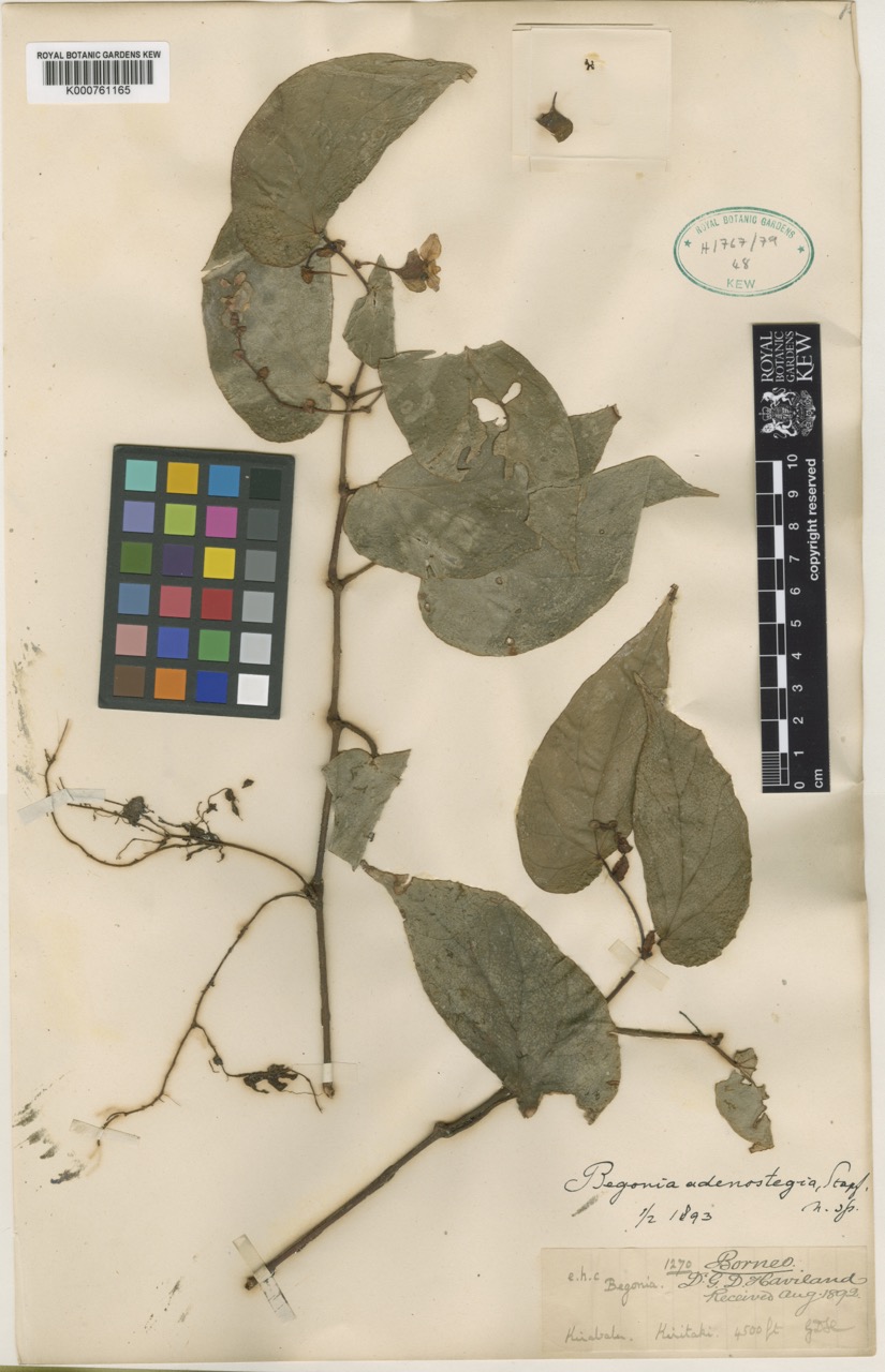 B. adenostegia